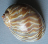 Globularia fluctuata Sowerby, 1825